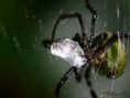 /album/arachnida/araniela-cucurbitina-2-jpg/